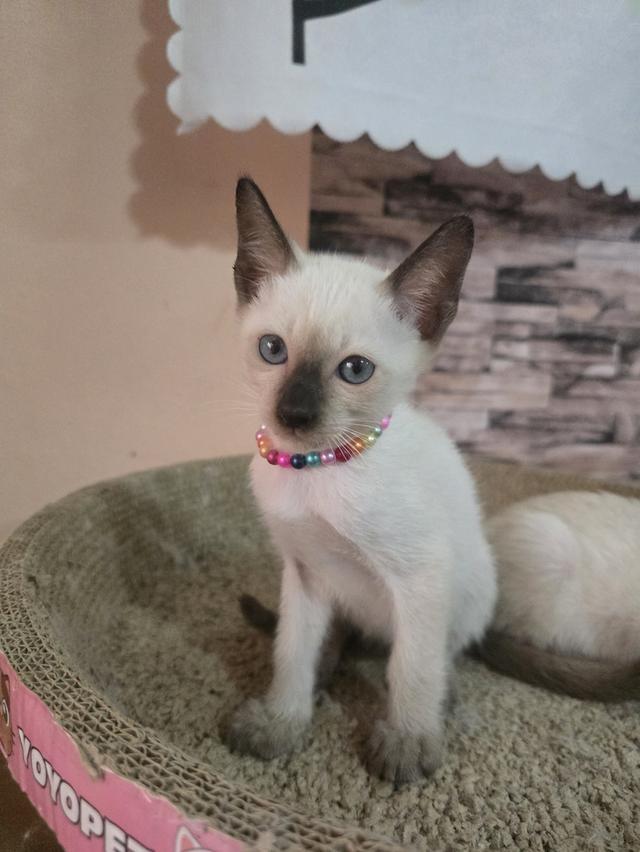 แมววิเชียรมาศพร้อมย้าย