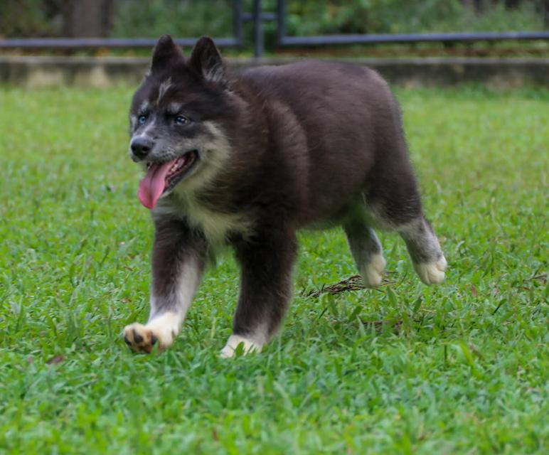 ไซบีเรียนแท้ เพศหญิง ตาสองสี