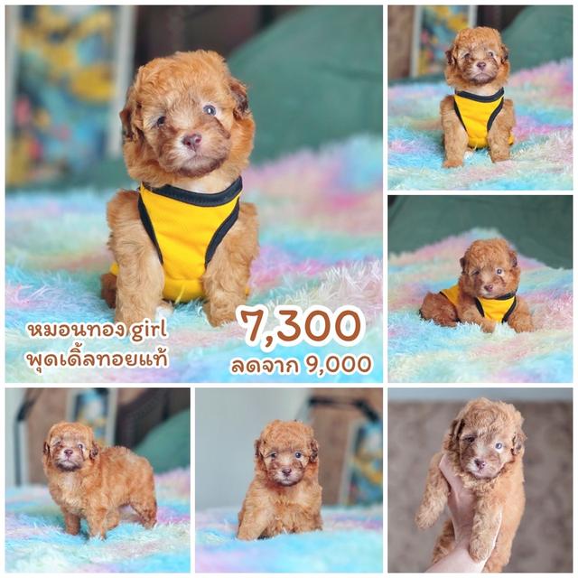 พุดเดิ้ลทอยแท้ เพศเมีย พร้อมย้ายบ้าน พิกัดรามอินทรา