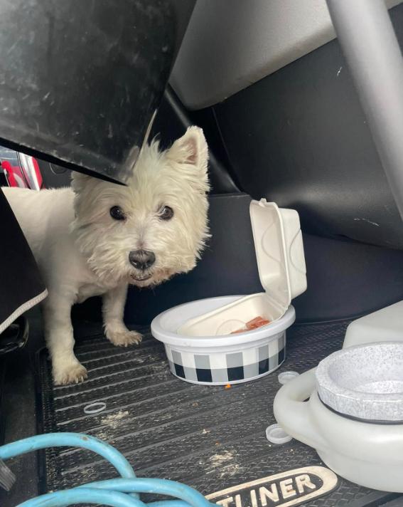 ขาย West Highland White Terrier ขี้เล่น 2