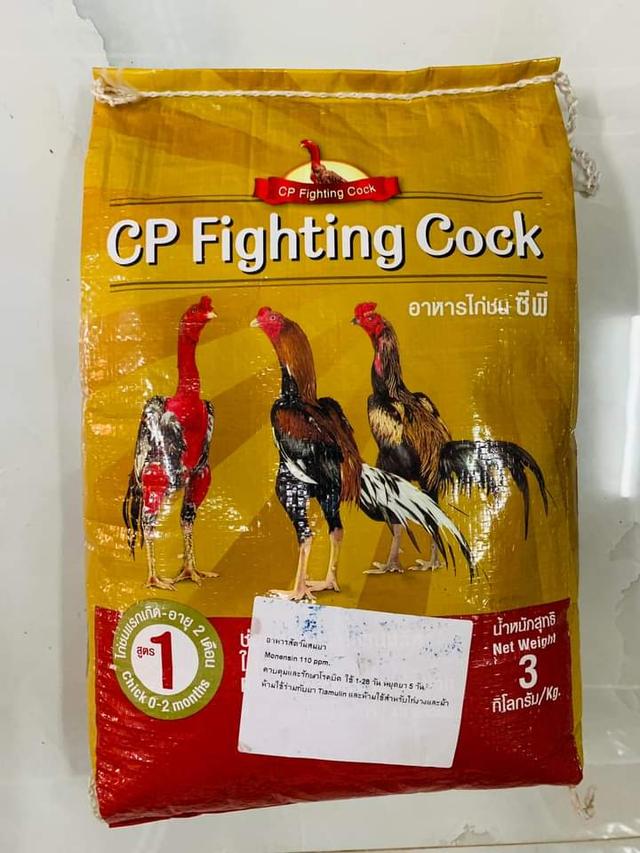 CP Fighting Cock 3