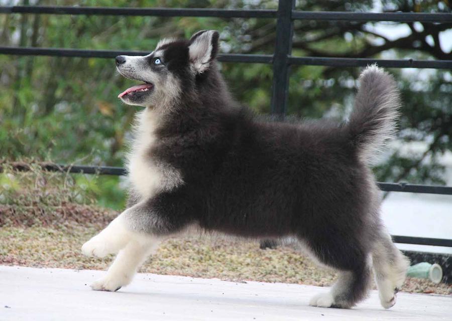 ไซบีเรียนแท้ เพศหญิง ไอดีไลน์ 0834718713