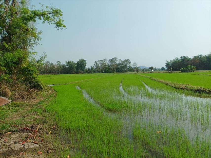 ขายที่ดิน 16ไร่1งาน ต.สง่าบ้าน อ.ดอยสะเก็ด จ.เชียงใหม่ 10