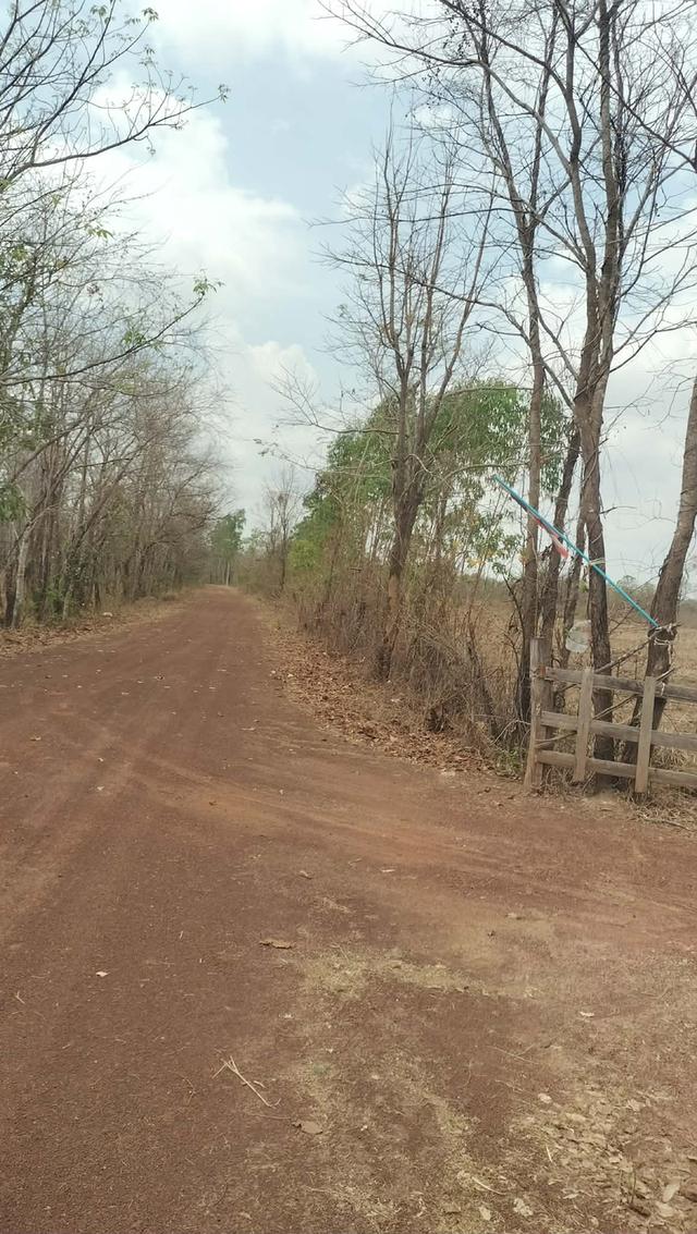 ขายที่41ไร่ๆละ65000โทร0810570048 2