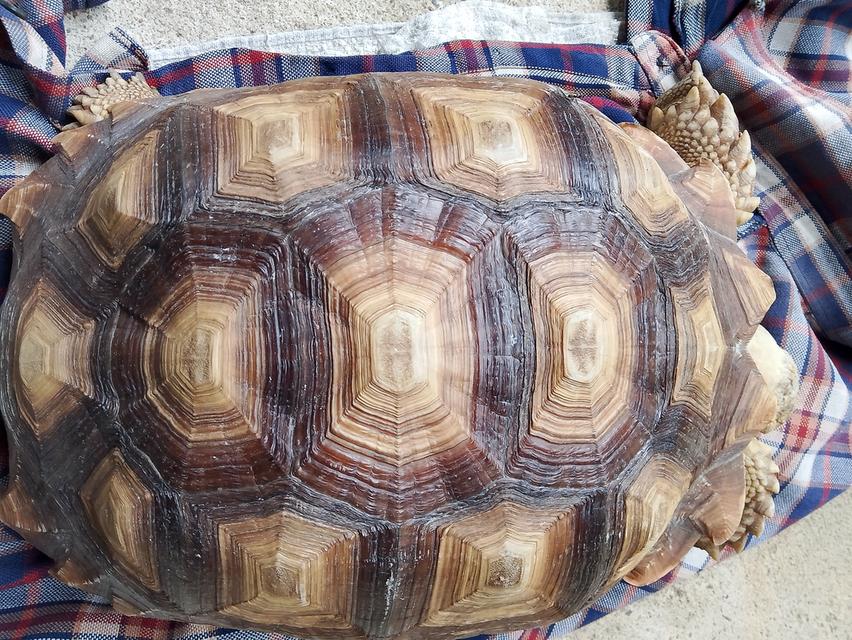 เต่าซูกาต้าเพศเมีย 13 นิ้ว รูปที่ 2