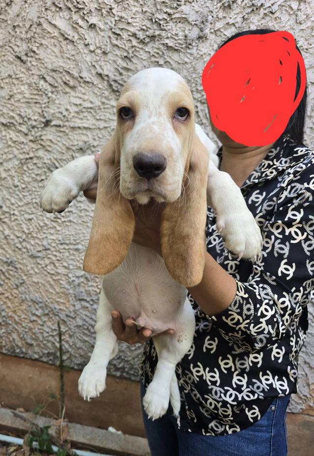 บาสเซ็ตฮาว์ดใบเพ็ดสมาคมพัฒนาพันธุ์สุนัข รูปที่ 18