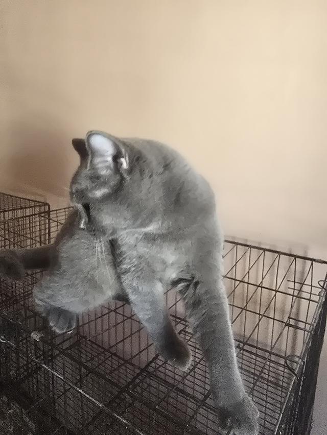 ลูกแมวบริติชช็อตแฮร์สายเลือดแชมป์ รูปที่ 4