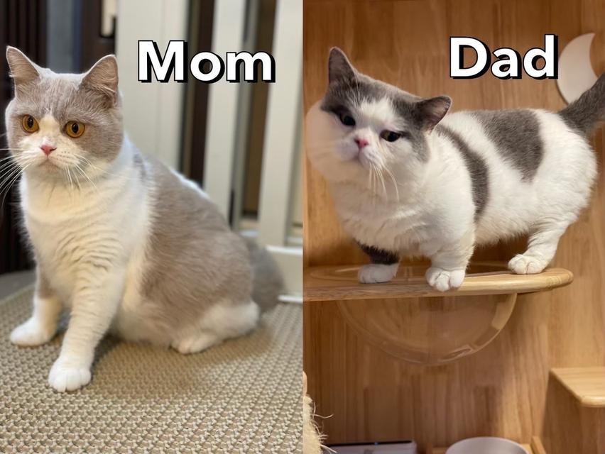 แมวมันช์กิ้นขายาว พร้อมย้าย 16