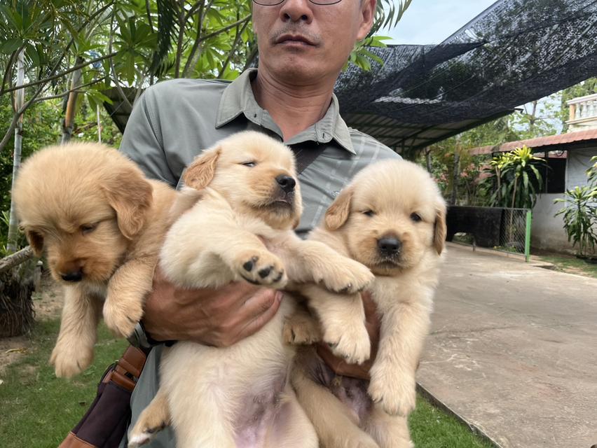 ลูกสุนัขพันธุ์​โกลเด้น รูปที่ 3