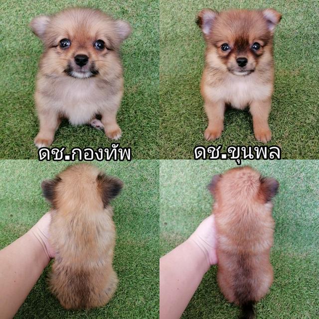 ด่วน !! ปอมชิวาว่า 4500 ลดเหลือเริ่มต้น 3500 รวมวัคซีน ถ่ายพยาธิเเละเทสลำไส้ พร้อมย้าย