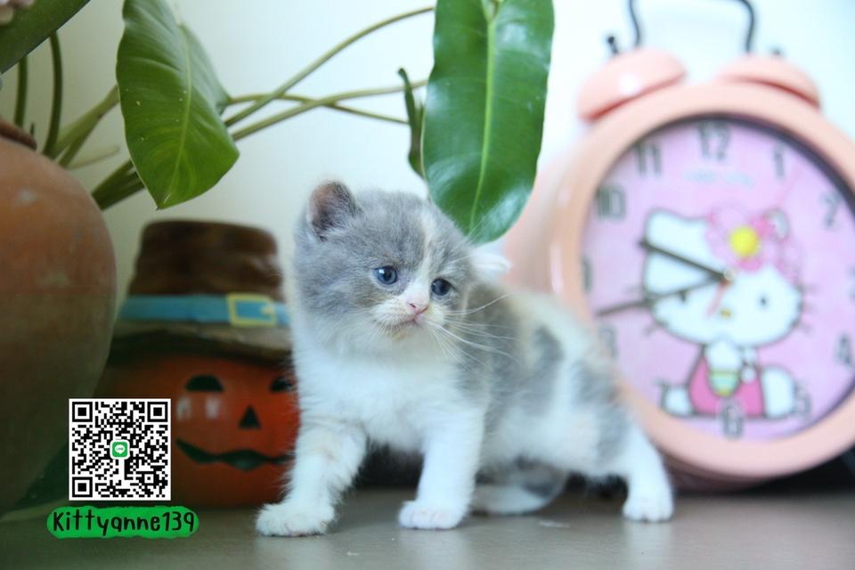 แมวหิมาลายันบริติชแท้ 3