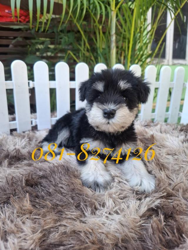 ลูกชเนาเซอร์ ฉลาด มาร์คชัด