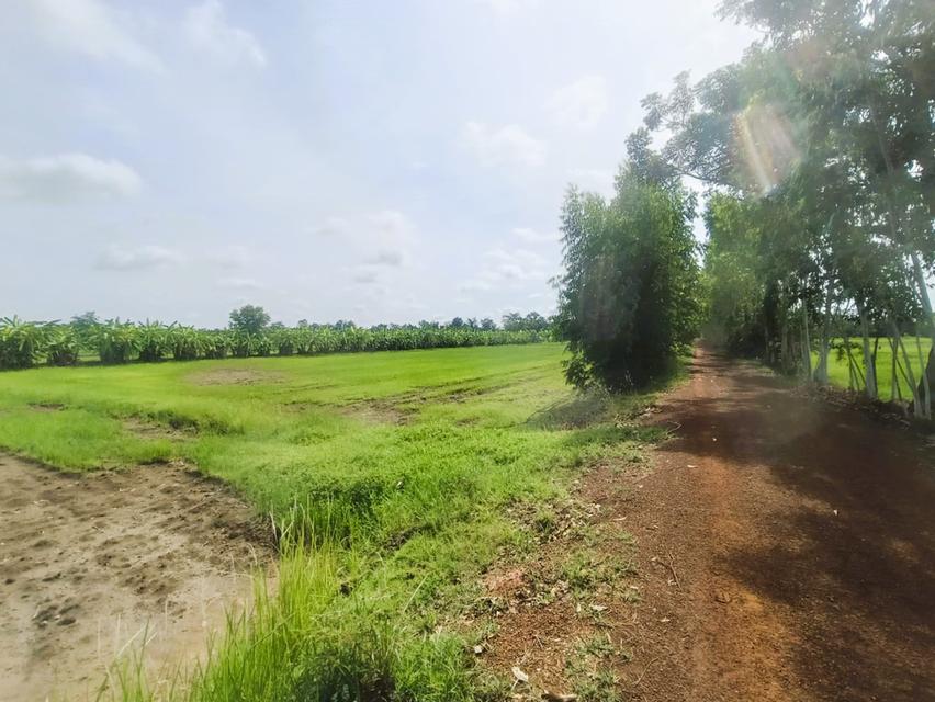 ที่นา ต.สารภี อ.หนองบุญมาก จ.นครราชสีมา 4