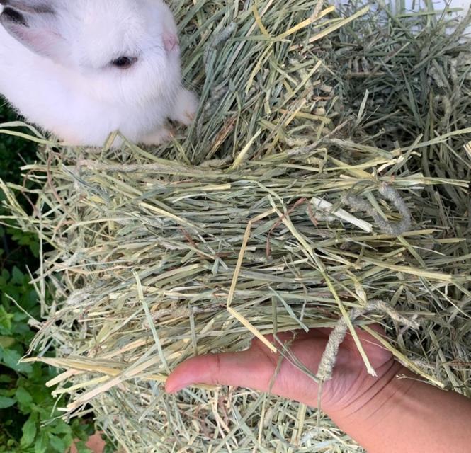 หญ้าแห้งสำหรับกระต่าย 3