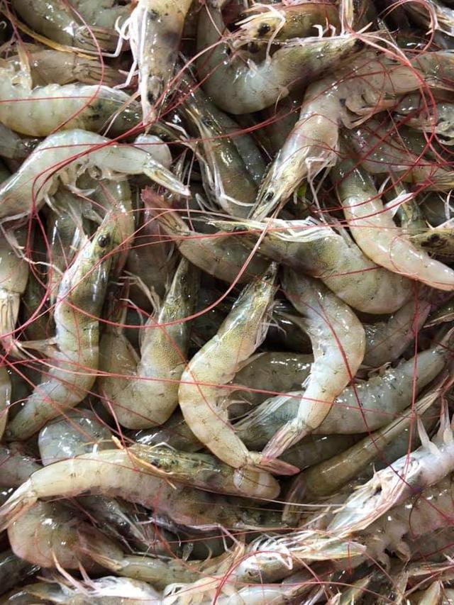 ขายกุ้งขาว รับประกันความสด 100% 2