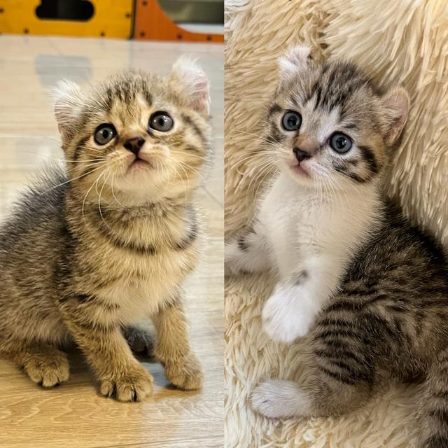 แมวหูบิน อเมริกันเคริล รูปที่ 1