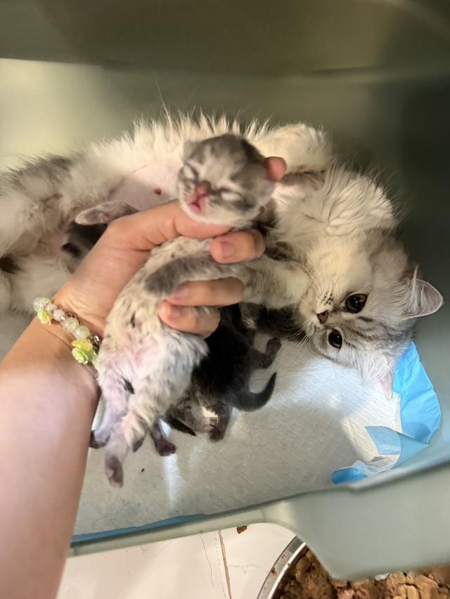 Scottish Fold  สก็อตติชโฟลด์ แท้ ระบบปิดเลี้ยงด้วยรัก รวมวัคซีน ถ่ายพยาธิ หยอดยากันปรสิตและไรหู สมุดวัคซีน รูปที่ 14