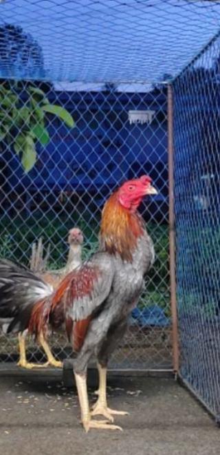 ไก่ชนขนยาวสวย 2