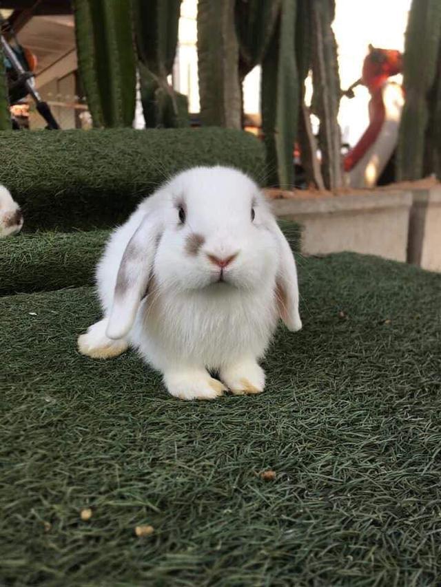 หาบ้านใหม่ให้น้องๆค่ะ Holland Lop 1