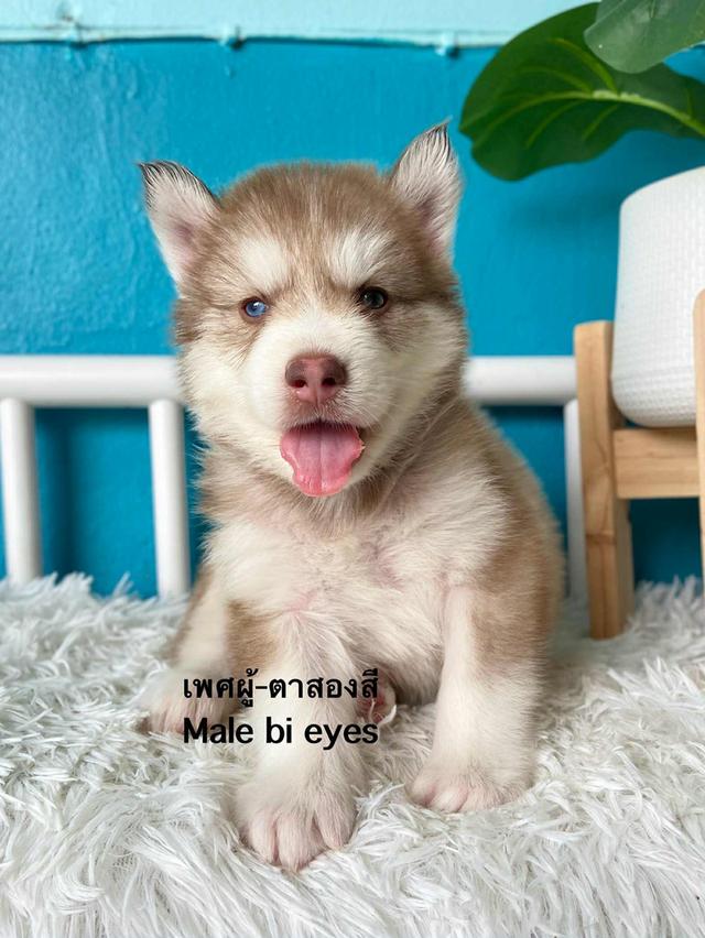 ไซบีเรียเรียนวูดลี่ 3