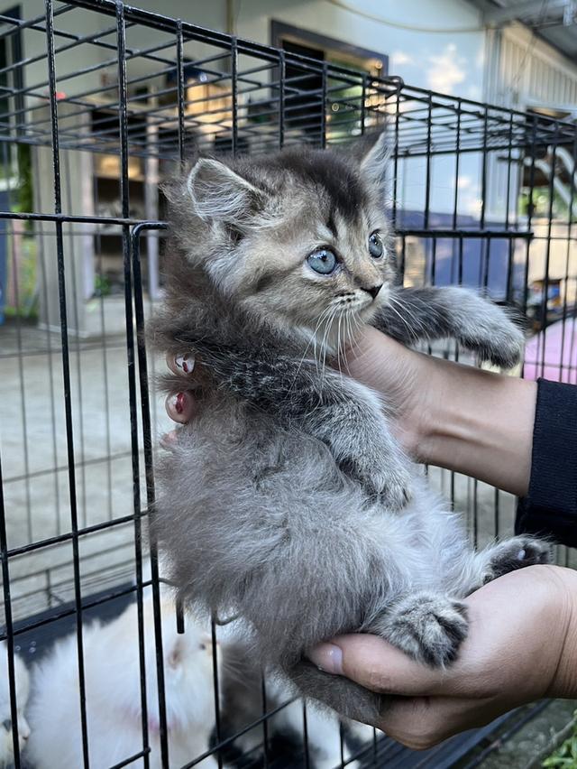 แมวเปอร์เซีย เพชรบุรี 2