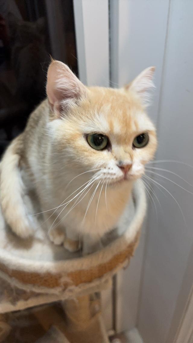 แมว British shorthair สีNY12 เพศเมีย พร้อมย้าย พิกัดบางนา