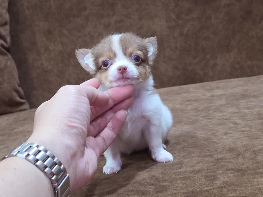 Chihuahua พันธุ์แท้ น้องโซดาเพศผู้