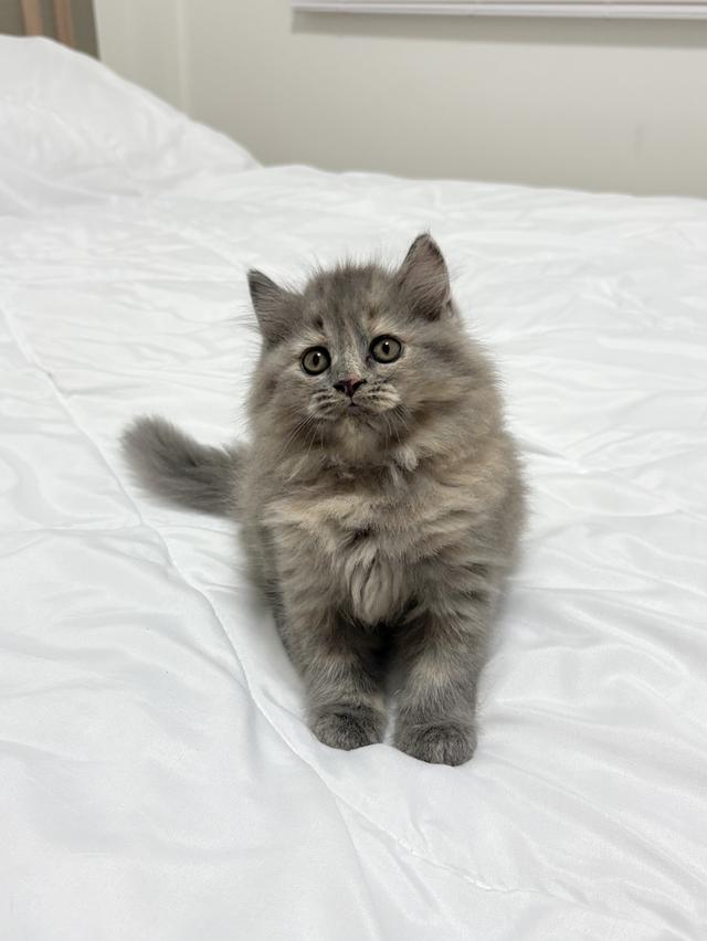 ❌🏠ได้บ้านแล้ว เปอร์เซียแท้ เทาครีม พร้อมย้าย 2