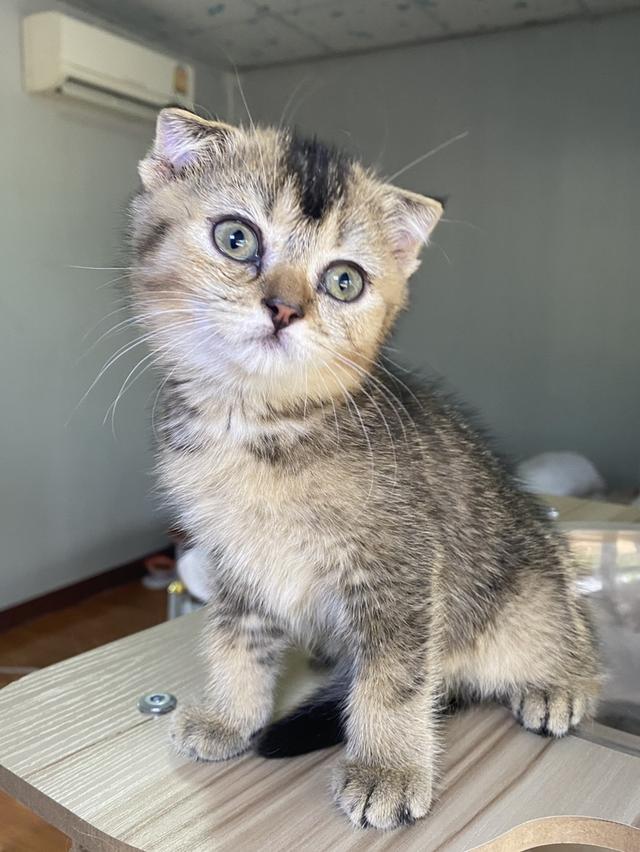 สก็อตติช ดญ 2เดือนพร้อมย้าย รูปที่ 7