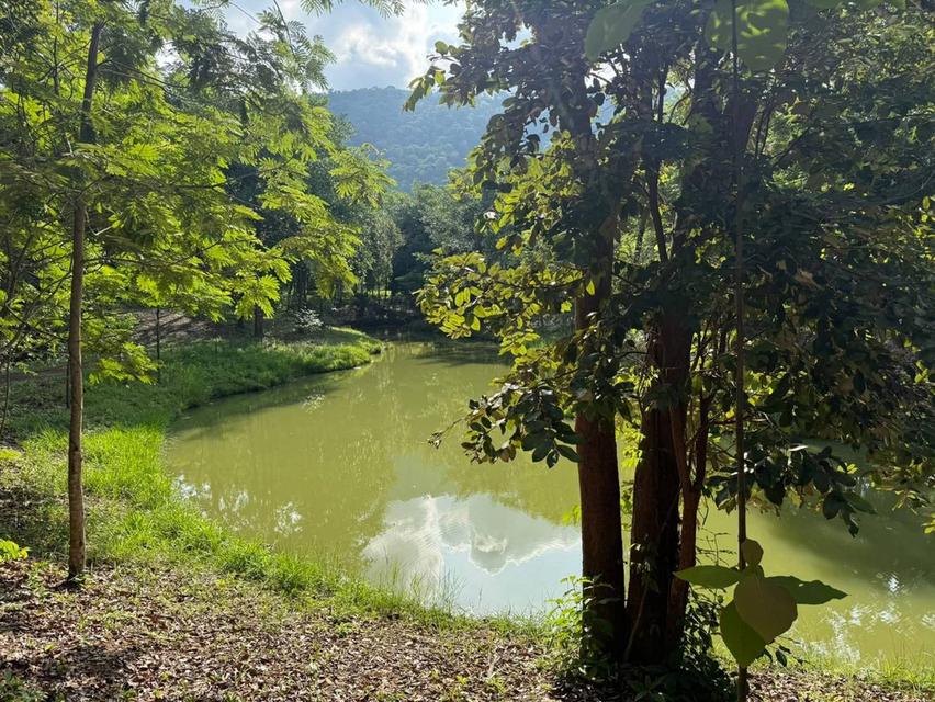 ขายที่เนินหอม เขาใหญ่ 37ไร่ ที่ติดเขาติดน้ำ เนินหอม เมืองปราจีนบุรี มีแหล่งน้ำธรรมชาติ ใกล้ทางขึ้นอุทยานเขาใหญ่ มีน้ำในที่ ขายถูก ที่มีไม้เศรษฐกิจ 7
