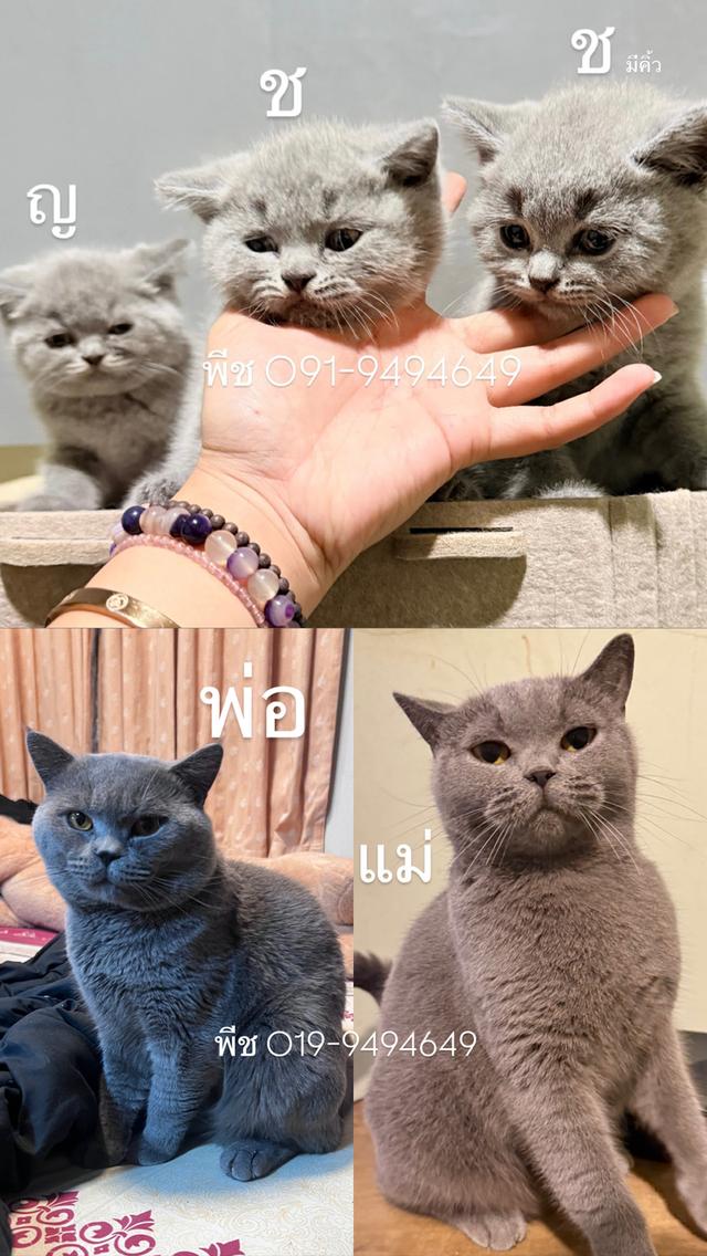 ลูกหมี บริติช ช็อตแฮร์ สีแท้ รูปย่อยที่ 4