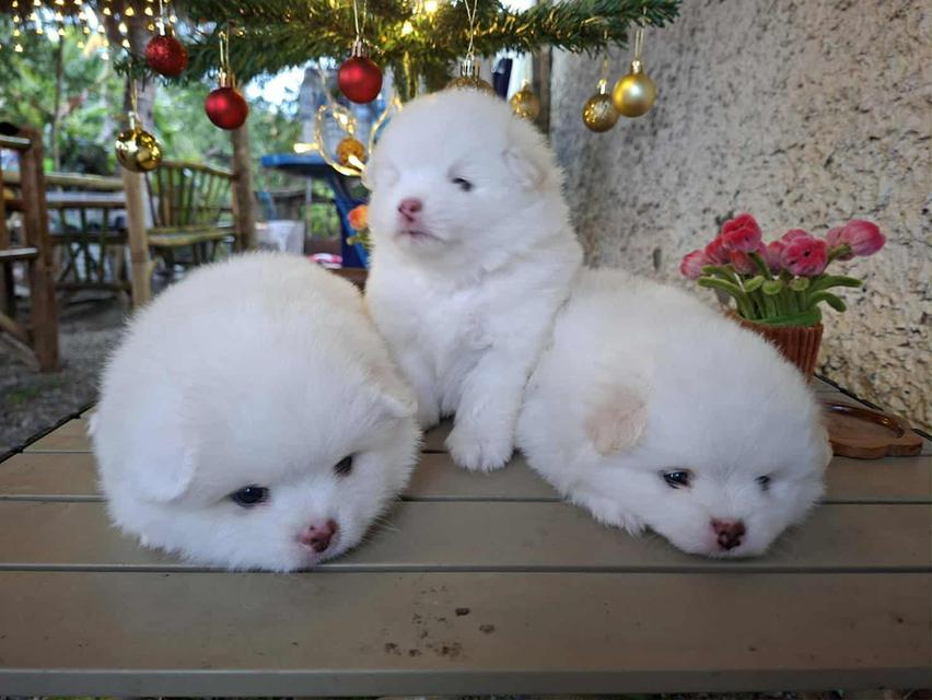 ขายลูกสุนัขพันธุ์ปอม 3