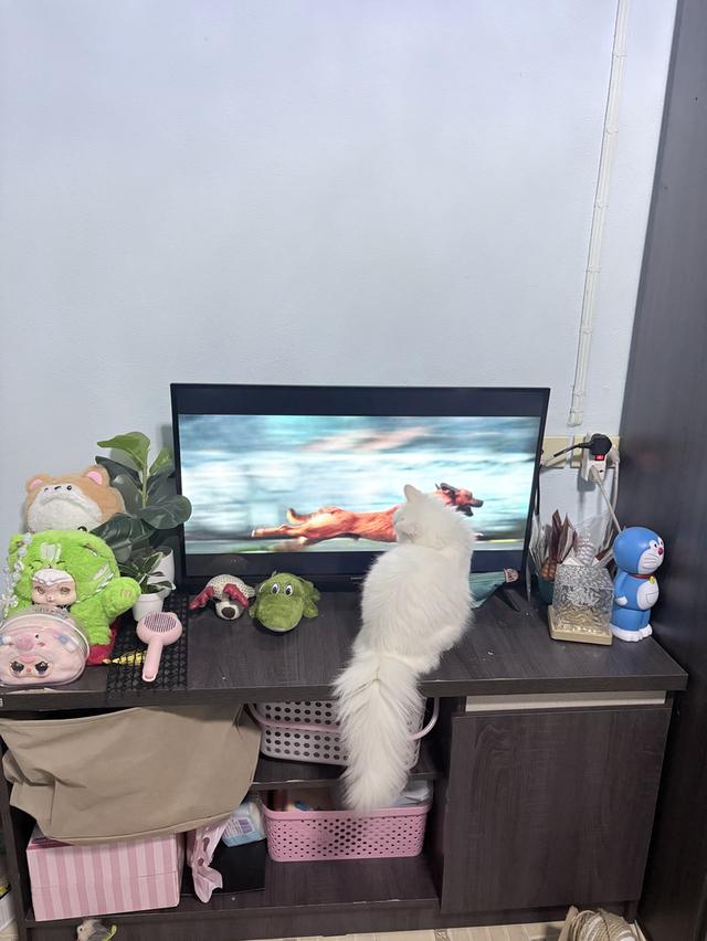 ขายแมวเปอร์เซียผสมมัสกิ้น รูปที่ 5