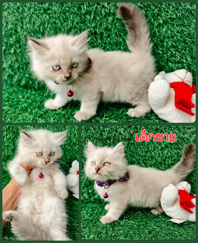 น้องแมว เปอร์เซีย แท้ 2