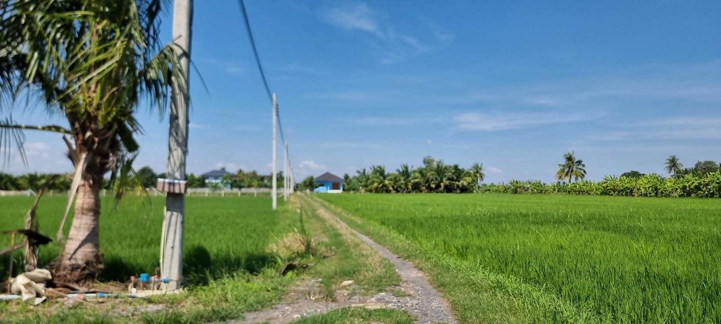 💎 [โอกาสทอง] ขายที่ดินลาดกระบัง-ทับยาว 2 ไร่ (แบ่งขายได้) 3