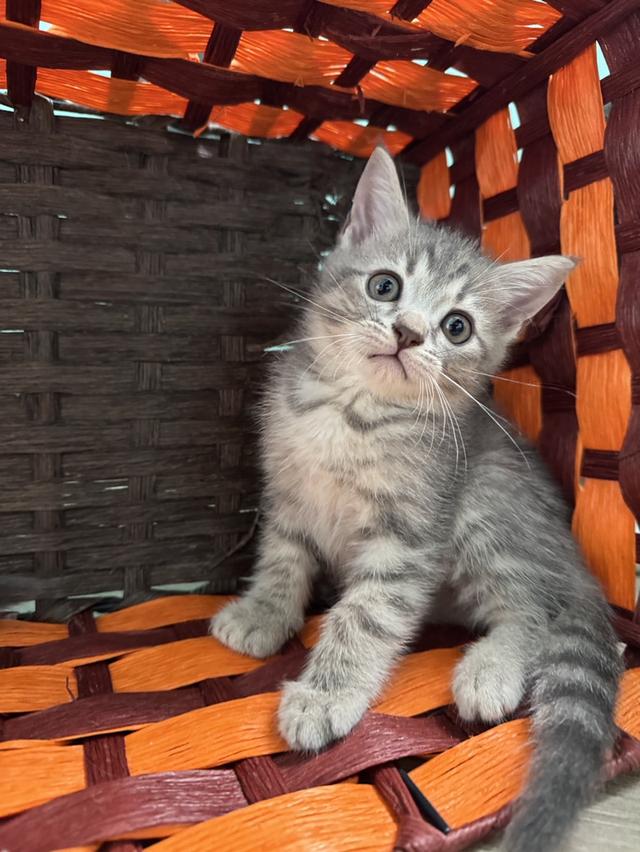 แมว Scottish fold สก็อตติชหูพับ 3