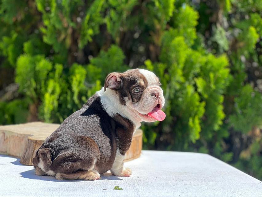 English Bulldog Puppies  WhatsApp me : +66 63 826 3042
