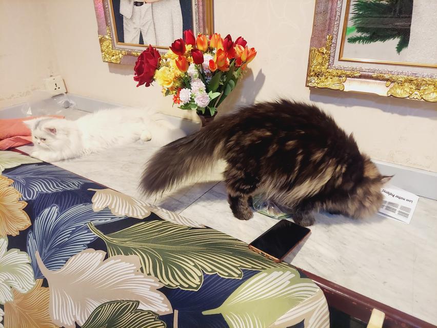 Cat for sell 9