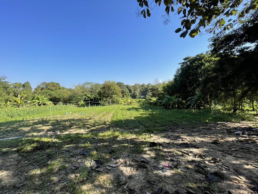 ที่ดินแม่ริม ใกล้ธรรมชาติ แปลงใหญ่ เหมาะทำ Private Estate / Wellness Premium 7