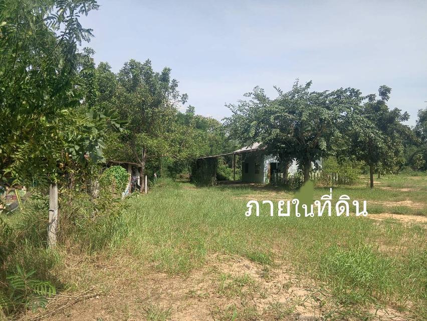 ขายที่ดิน 3 ไร่ ต.บ้านโสก อ.คอนสวรรค์ ชัยภมิ ติดถนนดำมีน้ำไฟขาย 1.2 ล้าน 8