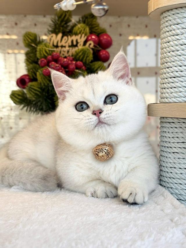 แมวมันช์กิ้น เด็กชายns