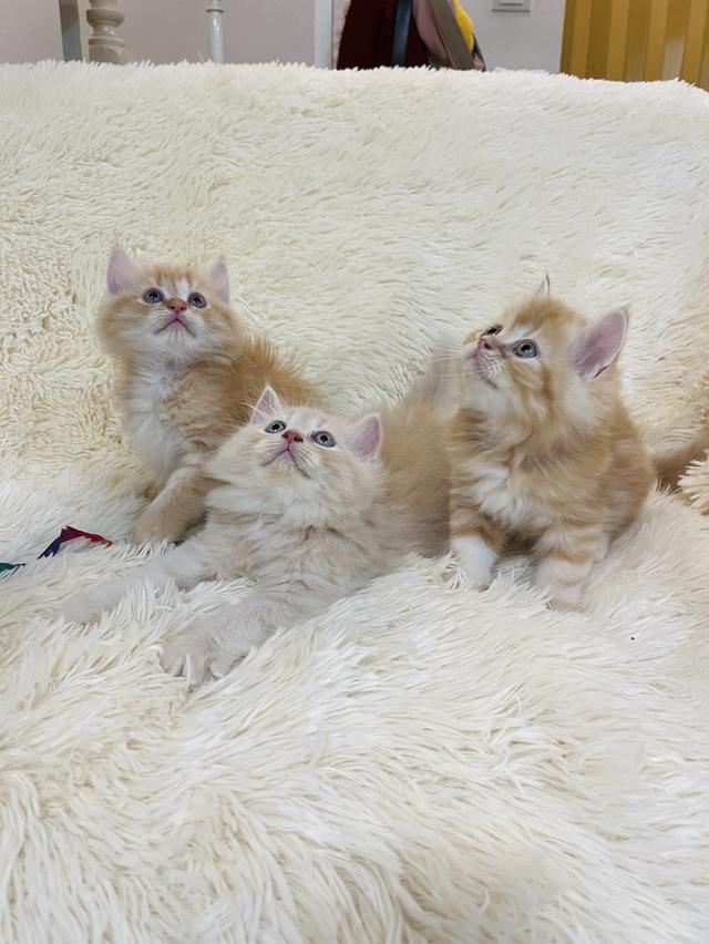 แมว เปอเซียสีส้ม ครีม🔥🔥🔥 รูปที่ 9