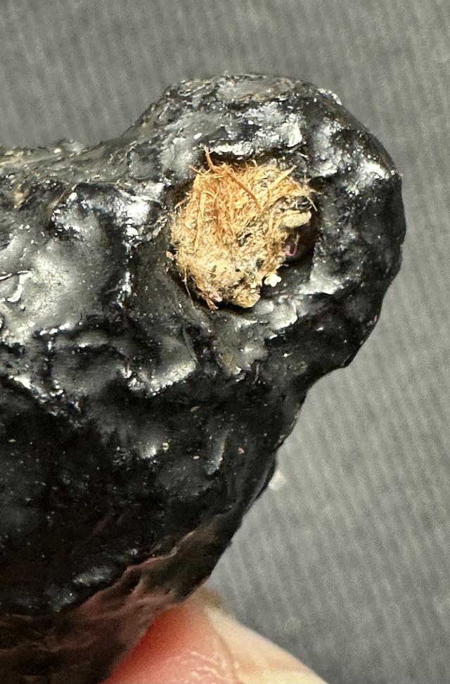 หมากทุยล.ป.เอี่ยม เก่า ลงรักเดิม รูปที่ 6