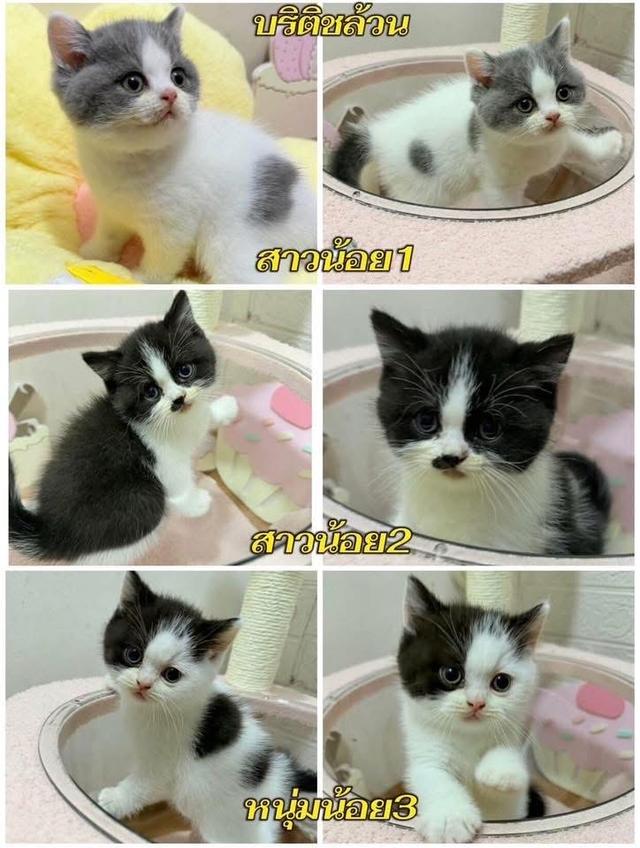 บริติชเด็กน้อยพร้อมย้าย12ก.พนี้ รูปที่ 3