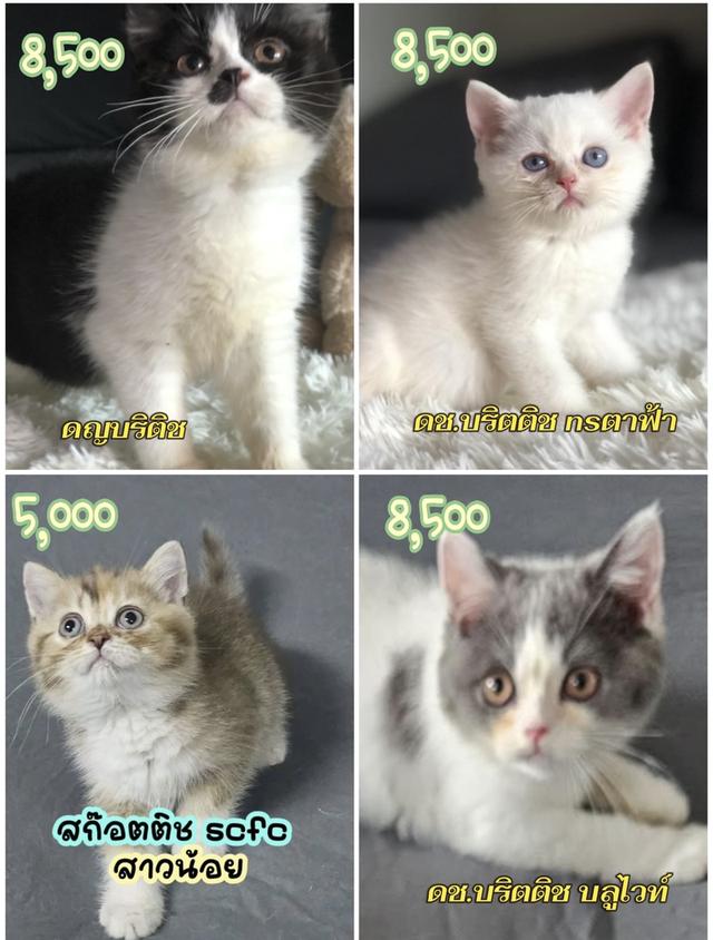 แมว บริติชช็อคแฮร์ ขนสั้นเด็กๆอยู่กทม มาดูได้ค่ะ