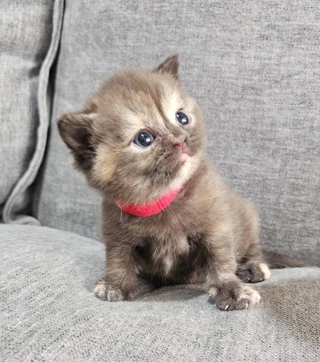 สก็อตติชแท้ สีช็อคครีม หายาก 13