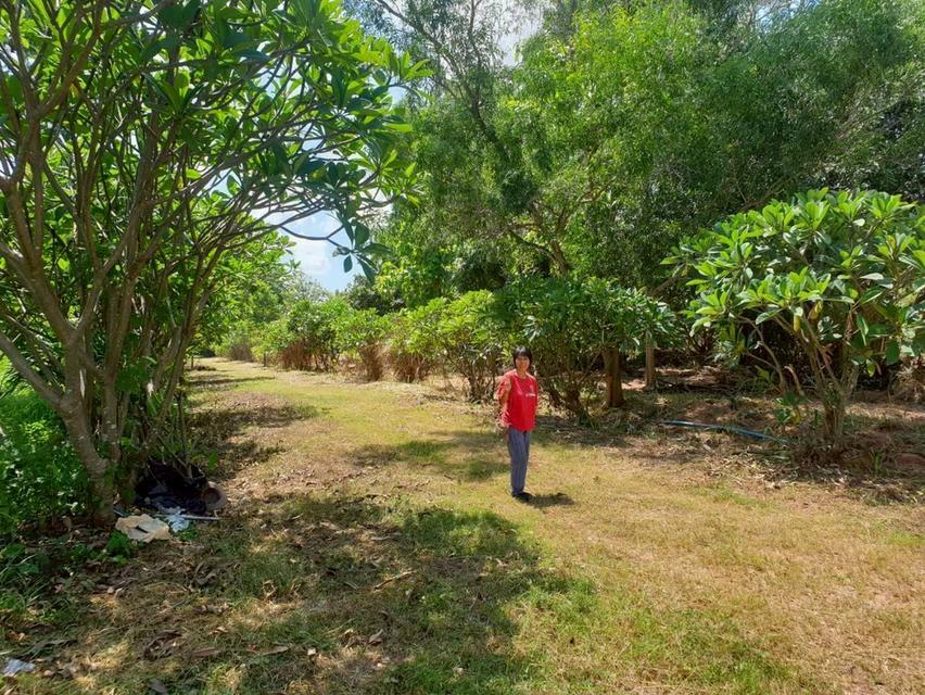 ต้องการขายที่ดินเปล่า 9