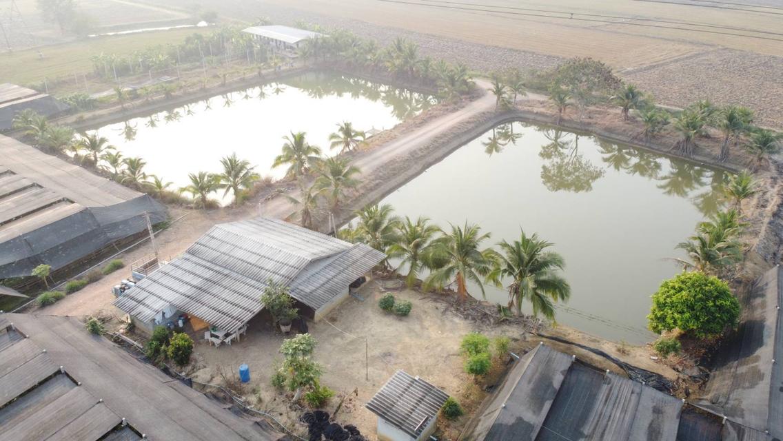 💫ขายที่ดิน💫 พร้อมโรงเรือนกล้วยไม้ 43ไร่ 2งาน กำแพงแสน นครปฐม เพียง 650,000/ไร่ 4