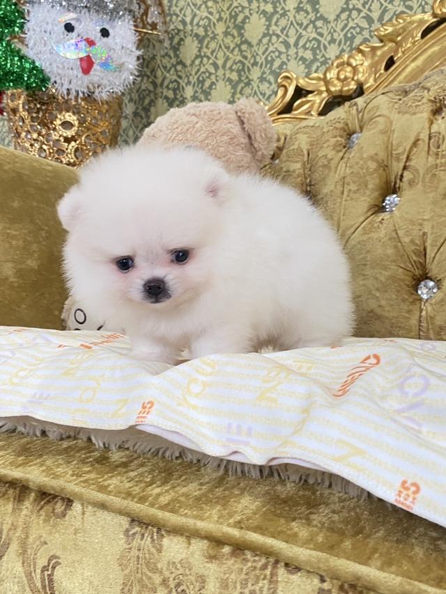 ลูกปอมเมอเรเนียนแท้  2