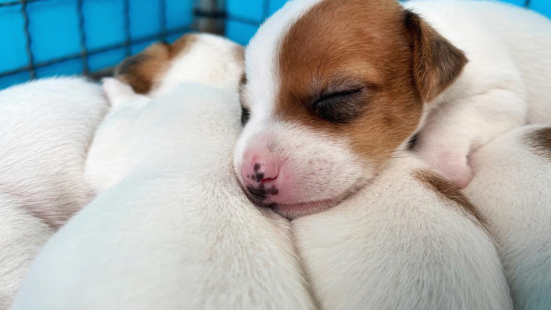 ลูกสุนัข Jackrussell  2